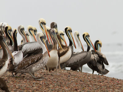 Peruvian Pelican / Peruaanse pelikaan / Pelecanus thagus