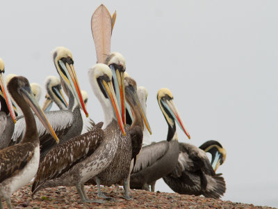 Peruvian Pelican / Peruaanse pelikaan / Pelecanus thagus