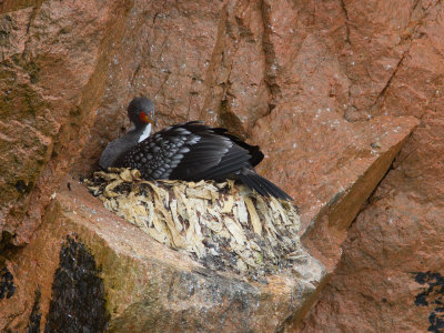 Red-legged Cormorant / Roodpootaalscholver / Phalacrocorax gaimardi