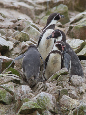 Penguins / Pinguins