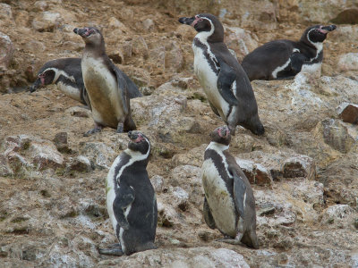 Humboldt penguin / Humboldtpingun / Spheniscus humboldti