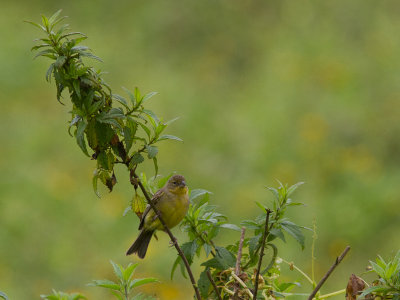 Grassland Yellow Finch / Graslandsaffraangors / Sicalis luteola