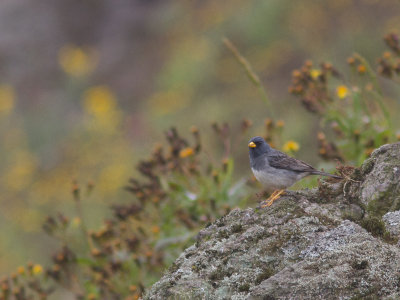 Band-tailed Sierra Finch / Bandstaartsierragors / Phrygilus alaudinus