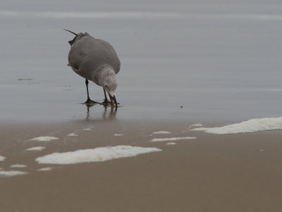 Grey Gull / Grijze meeuw /  Larus modestus