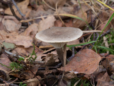 Clitocybe clavipes / Knotsvoettrechterzwam / Club foot