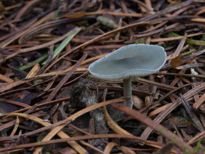 Clitocybe odora / Groene anijstrechterzwam / Aniseed Funnel