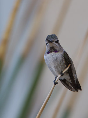 Costa Hummingbird / Costa's Kolibri / Calypte costae