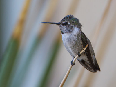 Costa Hummingbird / Costa's Kolibri / Calypte costae