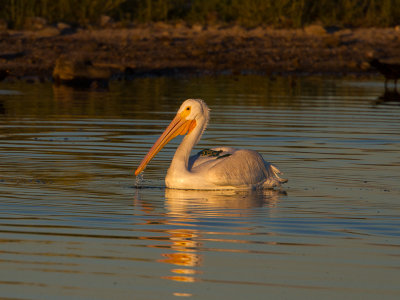 American White Pelican / Amerikaanse witte pelikaan / Pelecanus erythrorhynchos