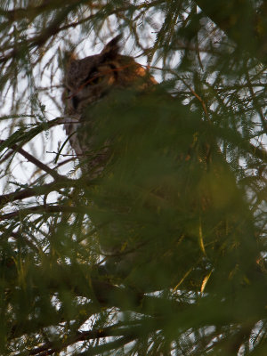 Great Horned Owl / Amerikaanse Oehoe / Bubo virginianus