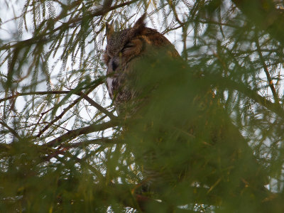 Great Horned Owl / Amerikaanse Oehoe / Bubo virginianus
