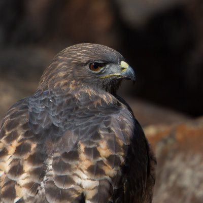 Red-tailed hawk / Roodstaartbuizerd / Buteo jamaicensis