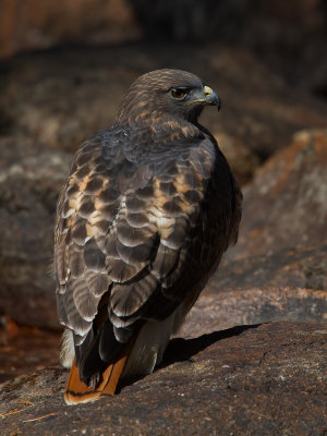 Red-tailed hawk / Roodstaartbuizerd / Buteo jamaicensis