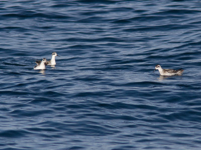 Red-necked Phalarope / Grauwe franjepoot / Phalaropus lobatus