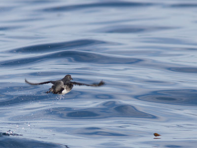 Cassin's Auklet / Cassins alk / Ptychoramphus aleuticus