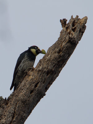 Acorn Woodpecker / Eikelspecht / Melanerpes formicivorus