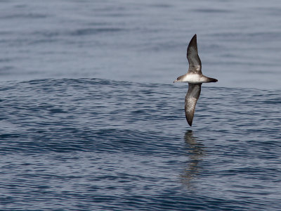 Pink-footed Shearwater / Chileense grote pijlstormvogel / Puffinus creatopus