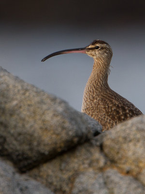 Whimbrel / Regenwulp / Numenius phaeopus