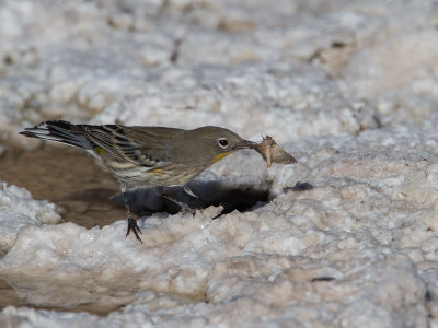 Audubon's Warbler	 / Audubons Zanger / Setophaga auduboni