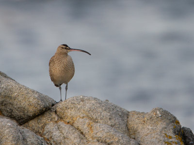 Whimbrel / Regenwulp / Numenius phaeopus