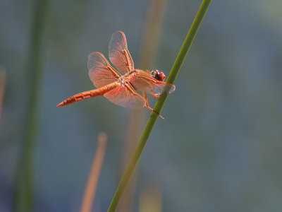 Flame Skimmer / Libellula saturata