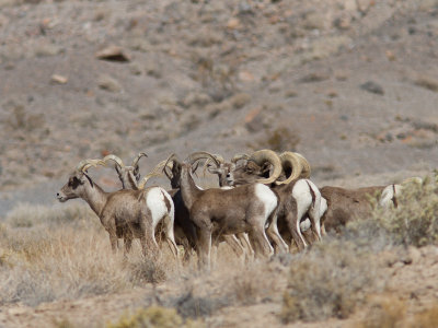 Desert bighorn sheep / Woestijndikhoornschaap / Ovis canadensis nelsoni