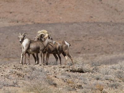 Desert bighorn sheep / Woestijndikhoornschaap / Ovis canadensis nelsoni