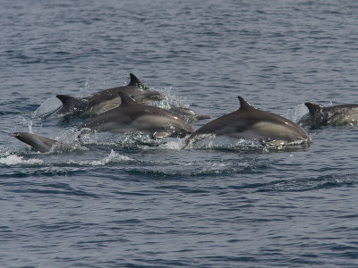 Long-beaked Common Dolphin / Kaapse dolfijn / Delphinus capensis