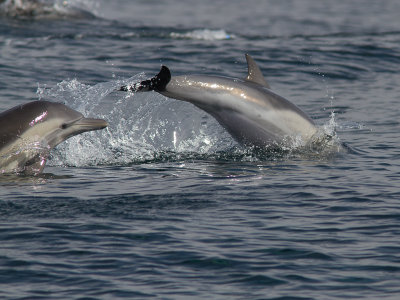 Long-beaked Common Dolphin / Kaapse dolfijn / Delphinus capensis