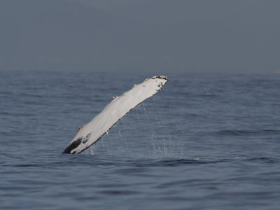 Bultrug / Humpback whale / Megaptera novaeangliae