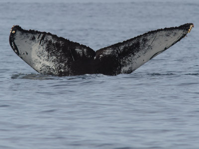 Bultrug / Humpback whale / Megaptera novaeangliae