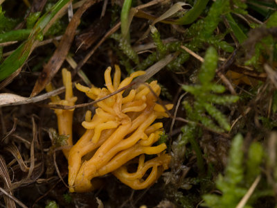 Clavulinopsis corniculata / Sikkelkoraalzwam / Meadow Coral