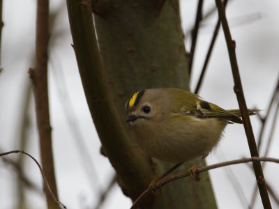 Goudhaantje / Goldcrest / Regulus regulus