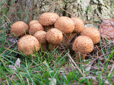 Pholiota squarrosa / Schubbige bundelzwam / Shaggy Scalycap