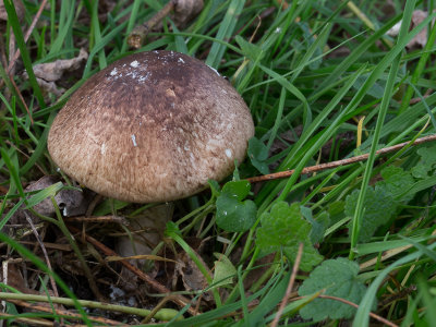 Agaricus impudicus / Panter champignon