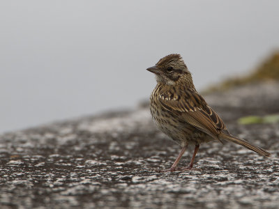 Rufous-collared Sparrow / Roodkraaggors / Zonotrichia capensis