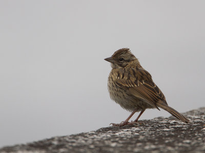 Rufous-collared Sparrow / Roodkraaggors / Zonotrichia capensis
