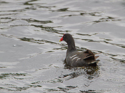 Common Gallinule / Amerikaans waterhoen / Gallinula galeata