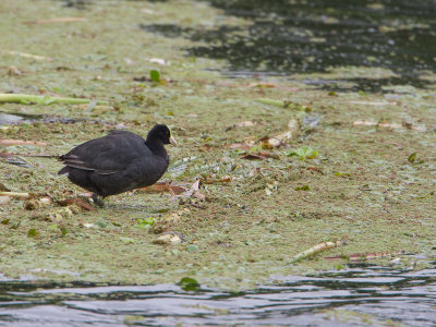 White-winged Coot / Witvleugelkoet / Fulica leucoptera