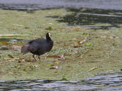 White-winged Coot / Witvleugelkoet / Fulica leucoptera