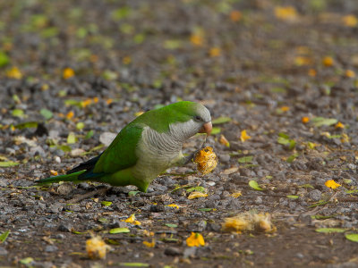 Monk Parakeet / Monniksparkiet / Myiopsitta monachus