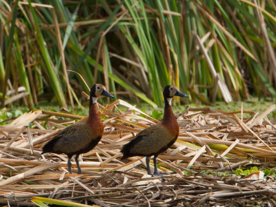 White-faced Whistling-Duck / Witwangfluiteend / Dendrocygna viduata