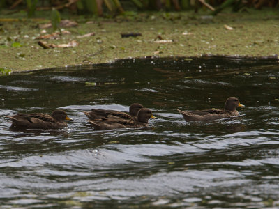 Speckled Teal / Chileense Taling / Anas flavirostris