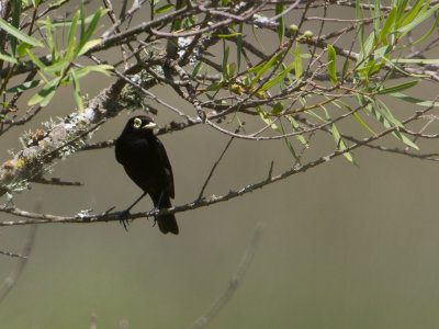Spectacled Tyrant / Briltiran / Hymenops perspicillatus