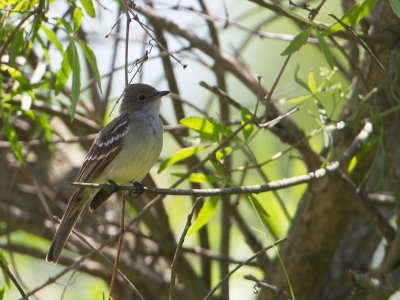 Large Elaenia / Grote elenia / Elaenia spectabilis