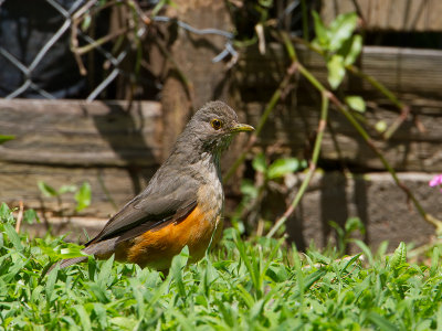 Rufous-bellied Trush / Roodbuiklijster / Turdus rufiventris