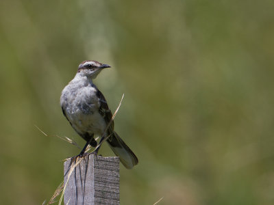 Chalk-browed Mockingbird / Camposspotlijster / Mimus saturninus