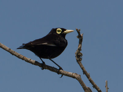 Spectacled Tyrant / Briltiran / Hymenops perspicillatus