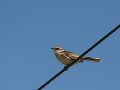 Chalk-browed Mockingbird / Camposspotlijster / Mimus saturninus