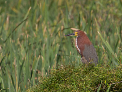 Rufescent Tiger-heron / Rosse tijgerroerdomp / Tigrisoma lineatum